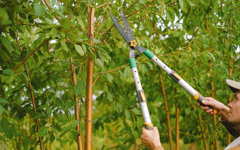 Tree trimming in Coal Township, PA