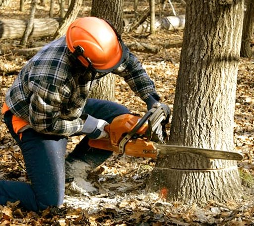 Tree Removal in Coal Township, PA